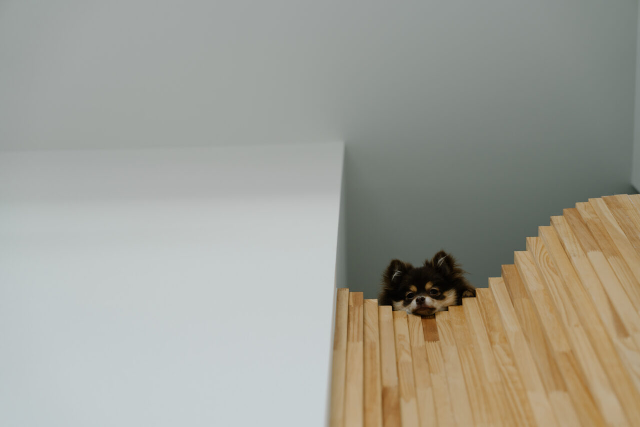 ワンちゃんと暮らす日常